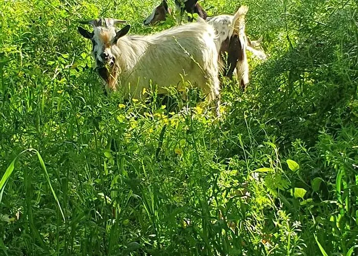 Casa Llogan 4p Quinta Pedras Da Lagoa Дом отдыха